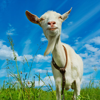 Goats Milk